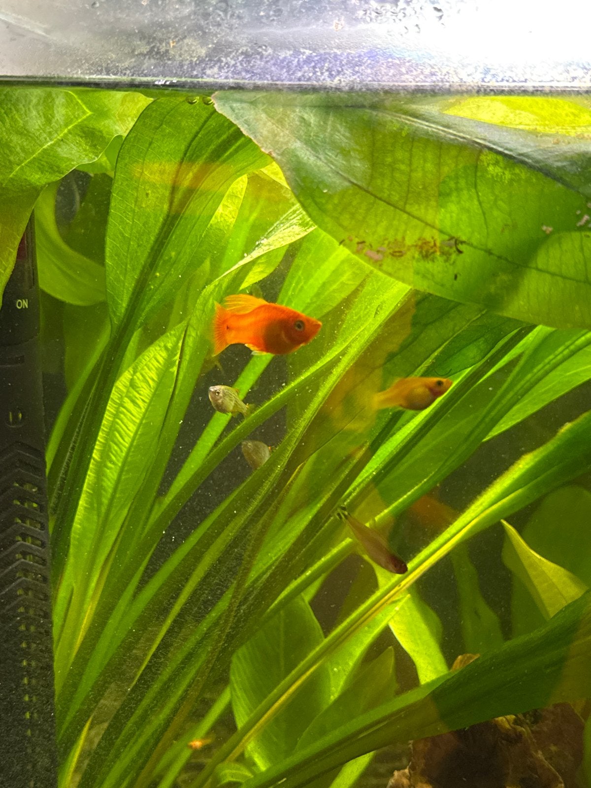 Oranje guppy’s voor een lage prijs, Vis, Zoetwatervis, Schoolvis
