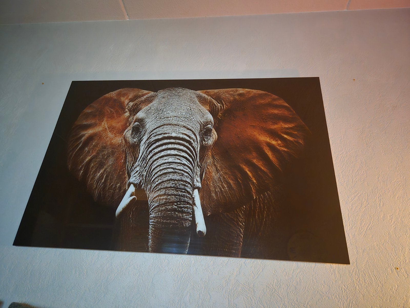 glasschilderij olifant - indrukwekkend formaat, Ophalen, 100 tot 125 cm, 75 – 100, Print