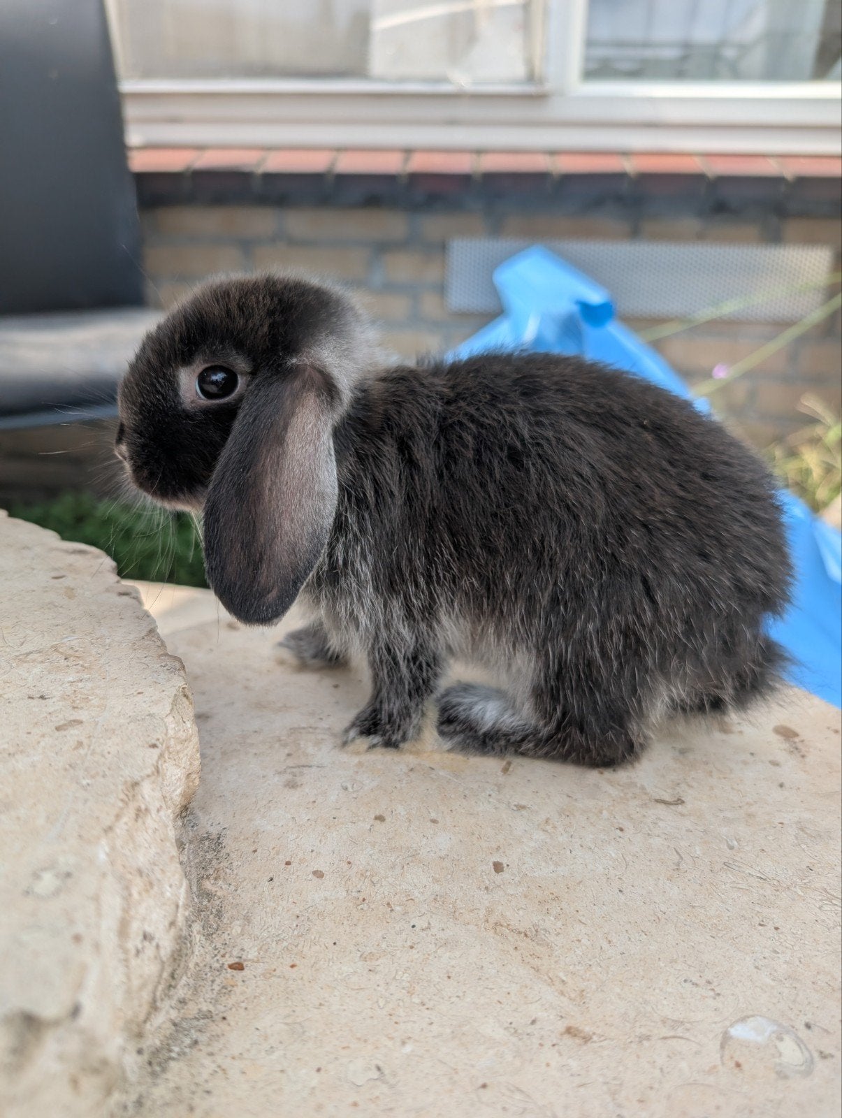 Beautiful rabbit gratis, Dieren en Toebehoren, Konijnen, Dwerg