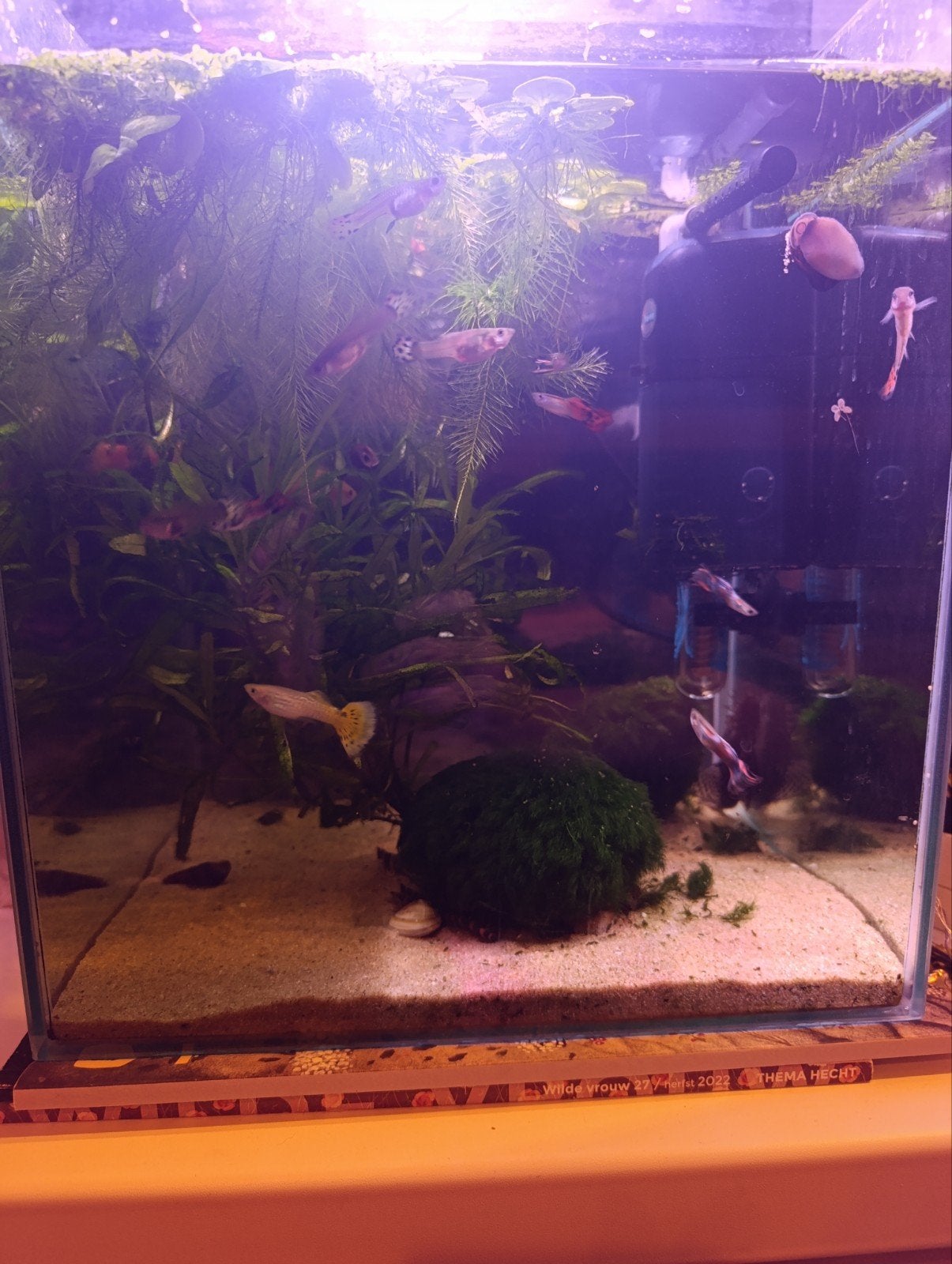 prachtig aquarium met vissenbestand, Vis