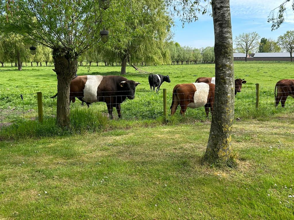 Grasland of landbouwgrond gezocht gevraagd!!, Weidegang