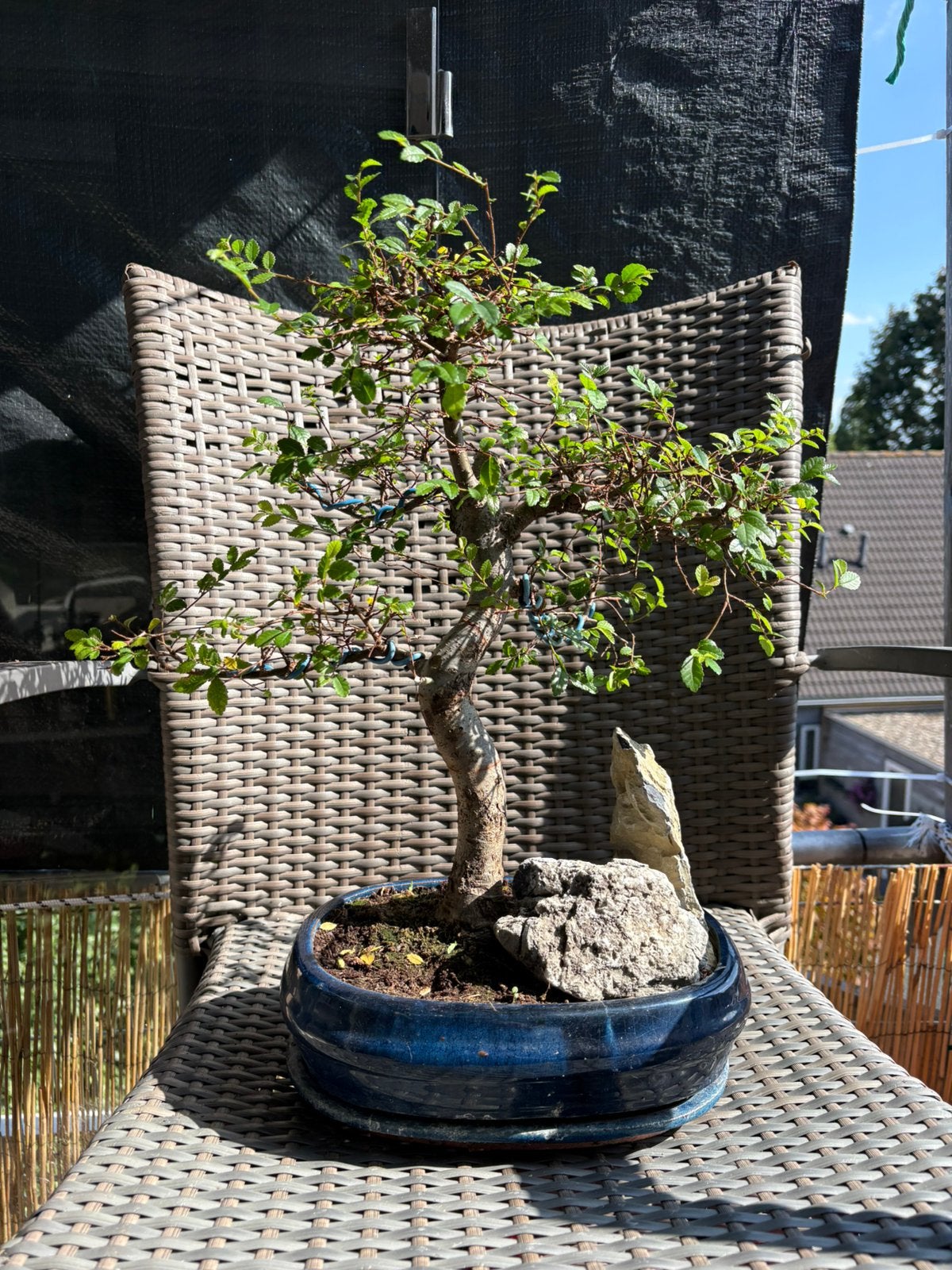 Prachtige Chinese Iep Bonsai – 20–30 jaar – Mooie Oude st, Ophalen of Verzenden, Bloeit niet, Overige soorten, Minder dan 100 cm