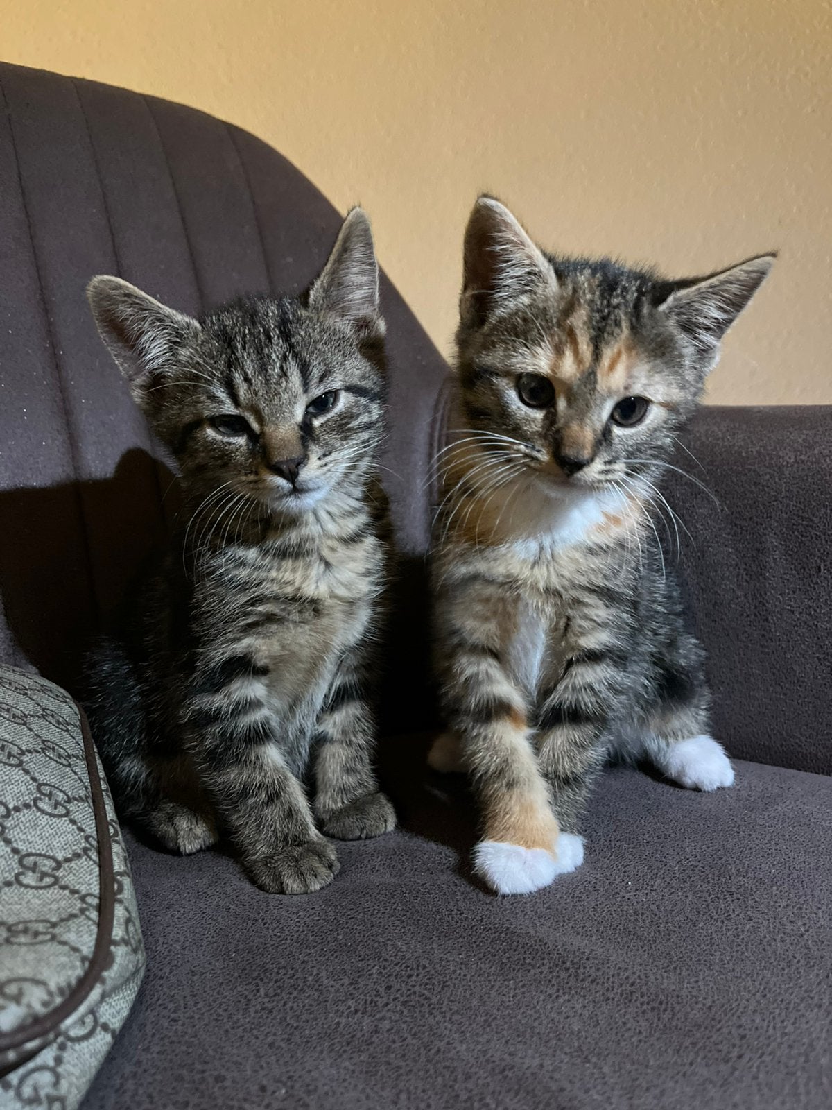 Lieve & speelse kittens te koop, Meerdere dieren, Ontwormd, 0 tot 2 jaar
