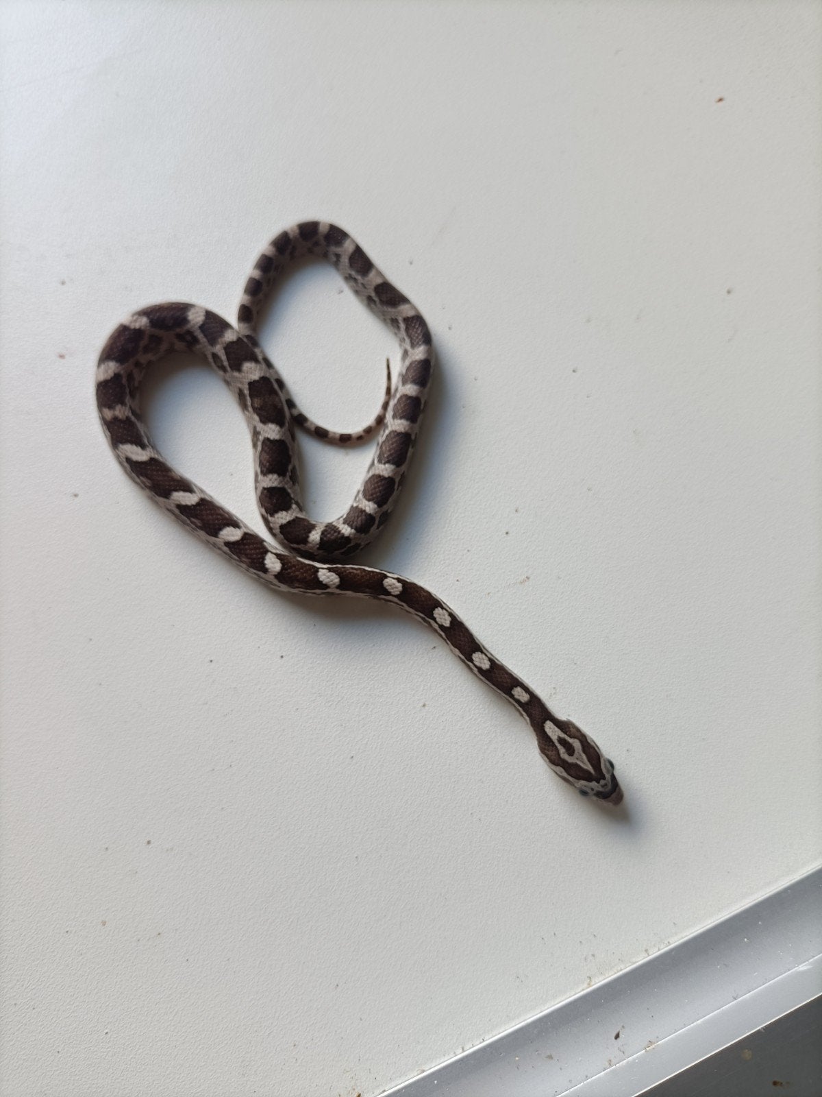 jonge rattenslangen Rat Snake photo 15