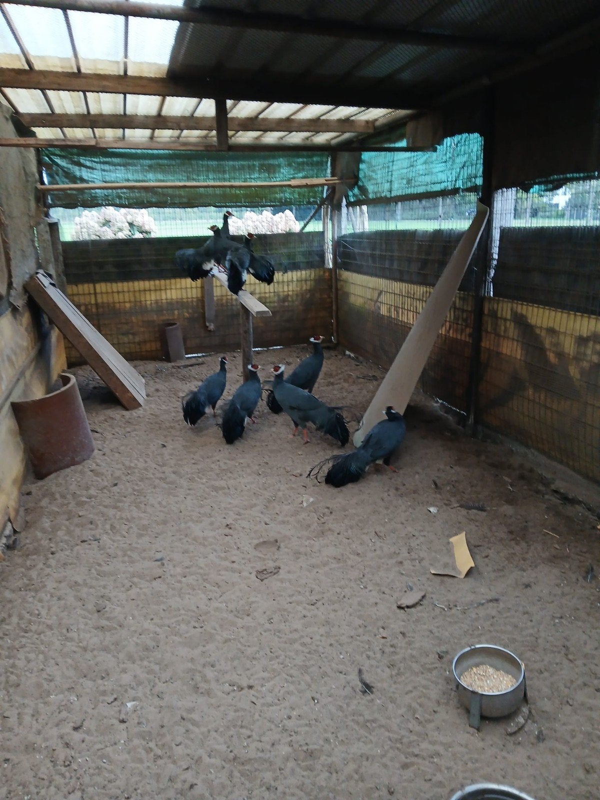 blauwoorfazanten, Meerdere dieren, Overige soorten