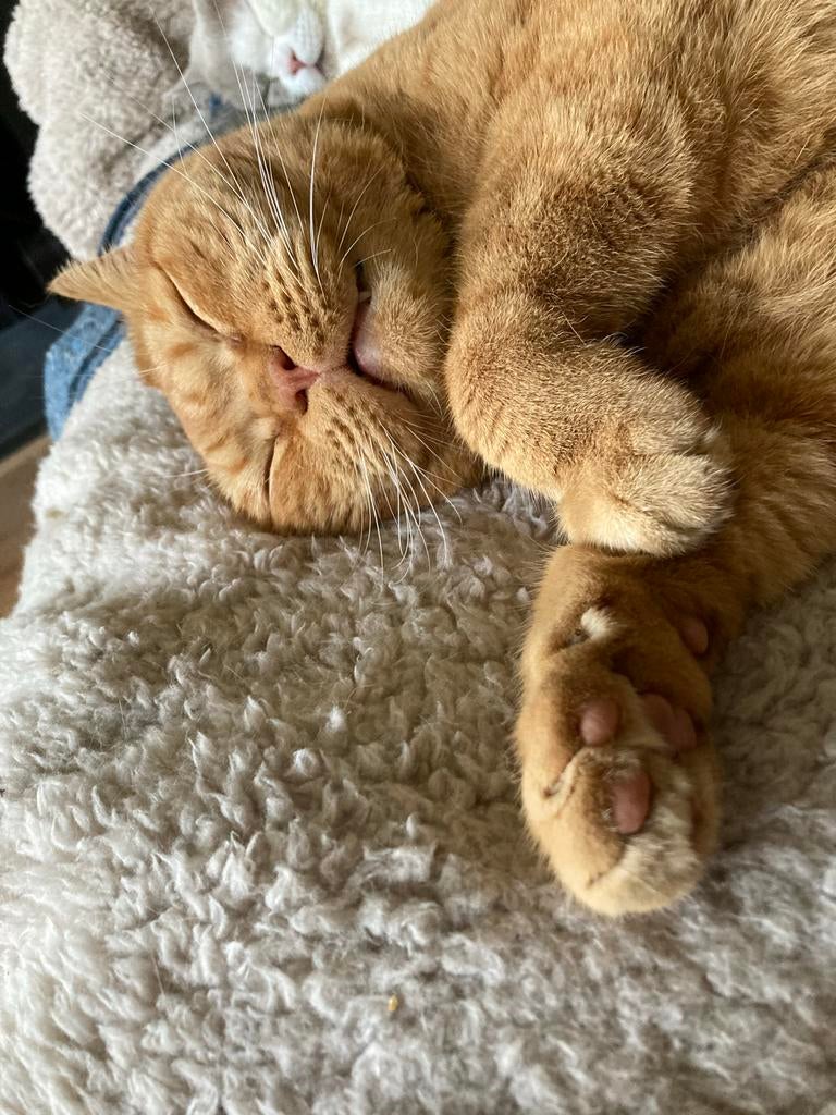 Gevraagd Britse korthaar, Dieren en Toebehoren, Katten en Kittens | Raskatten | Korthaar, Poes, Met stamboom, 6 jaar of ouder
