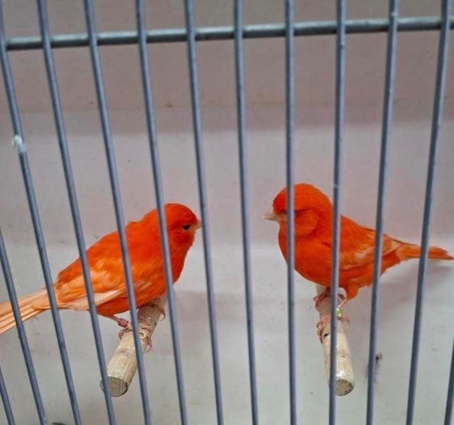 Gezocht intensief rode kanarie pop, Dieren en Toebehoren, Vogels | Kanaries, Vrouwelijk, Kleurkanarie