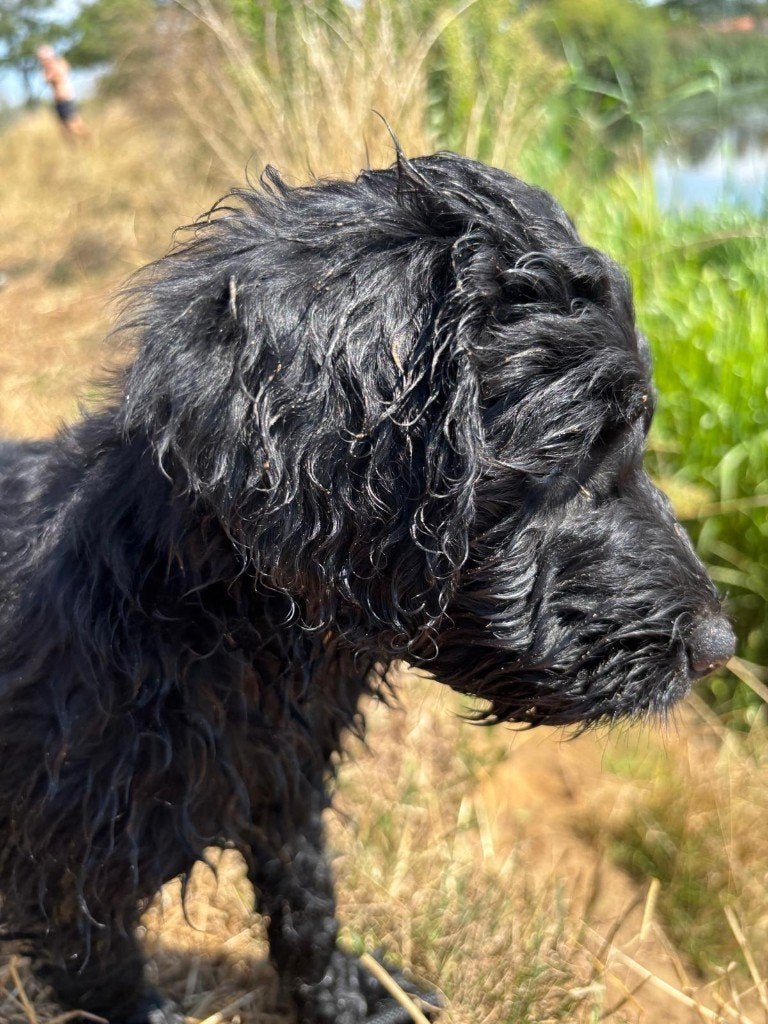 Australian Goldendoodle X labradoodle / Double Doodle pup, Parvo, 8 tot 15 weken, Meerdere dieren, Eén hond