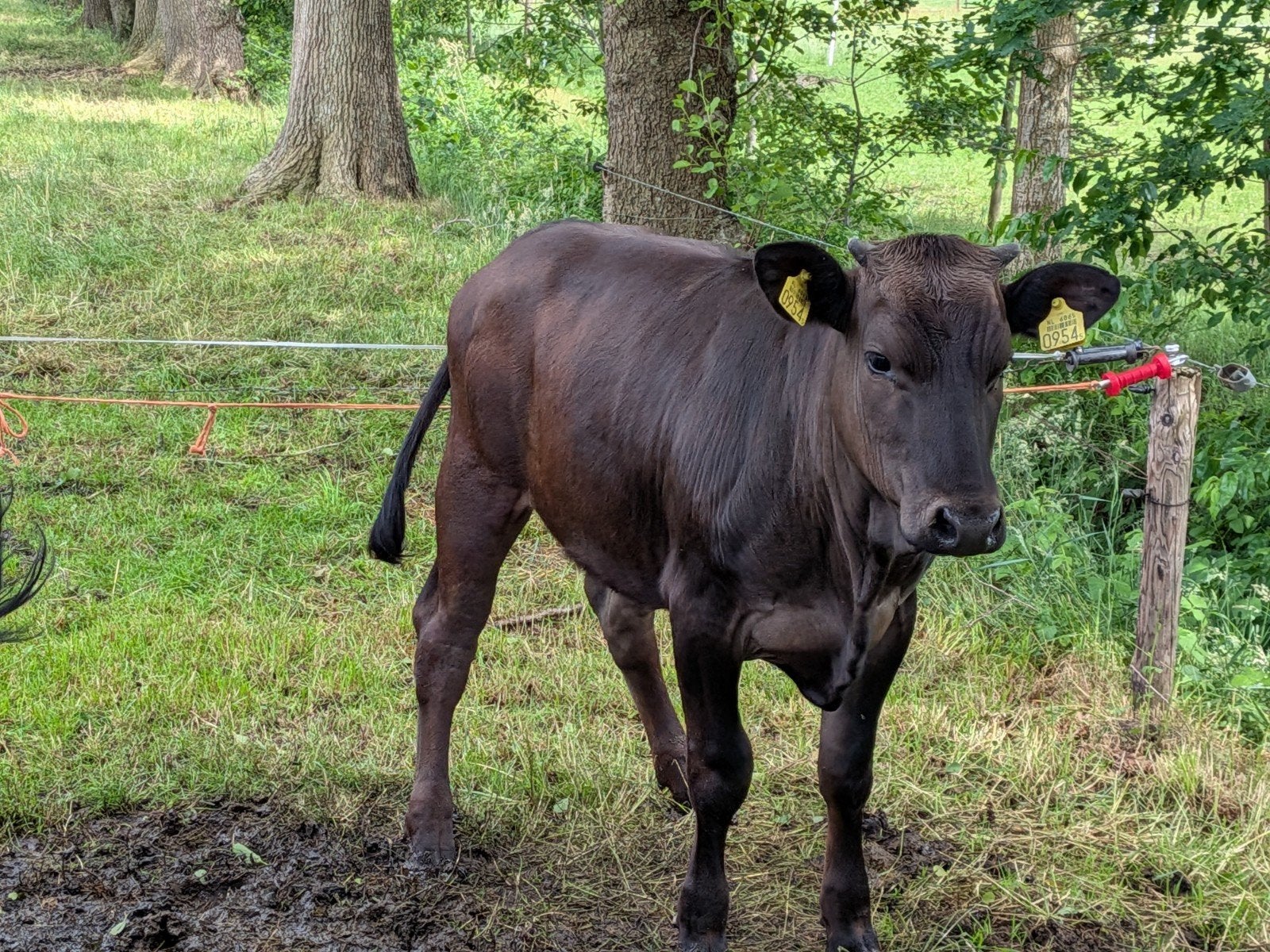 Black Angus, Dieren en Toebehoren, Vrouwelijk, 0 tot 2 jaar