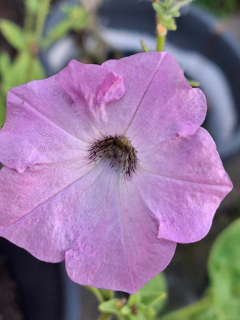 Petunia mix, Ophalen of Verzenden, Voorjaar, Volle zon, Zaad