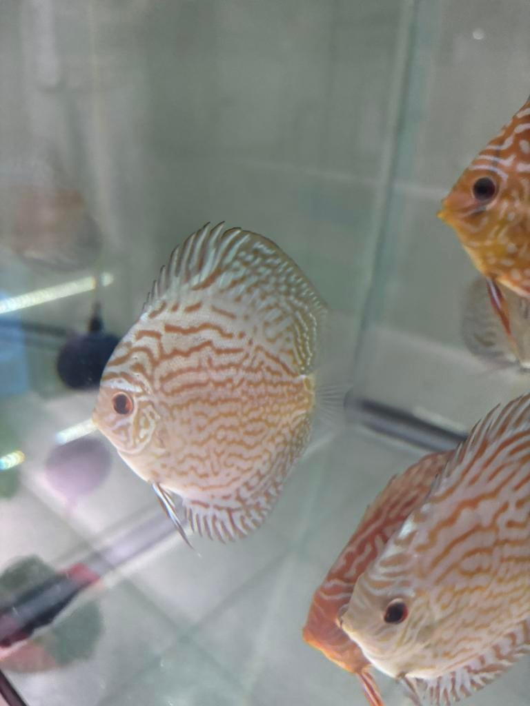 Discus flora, Vis
