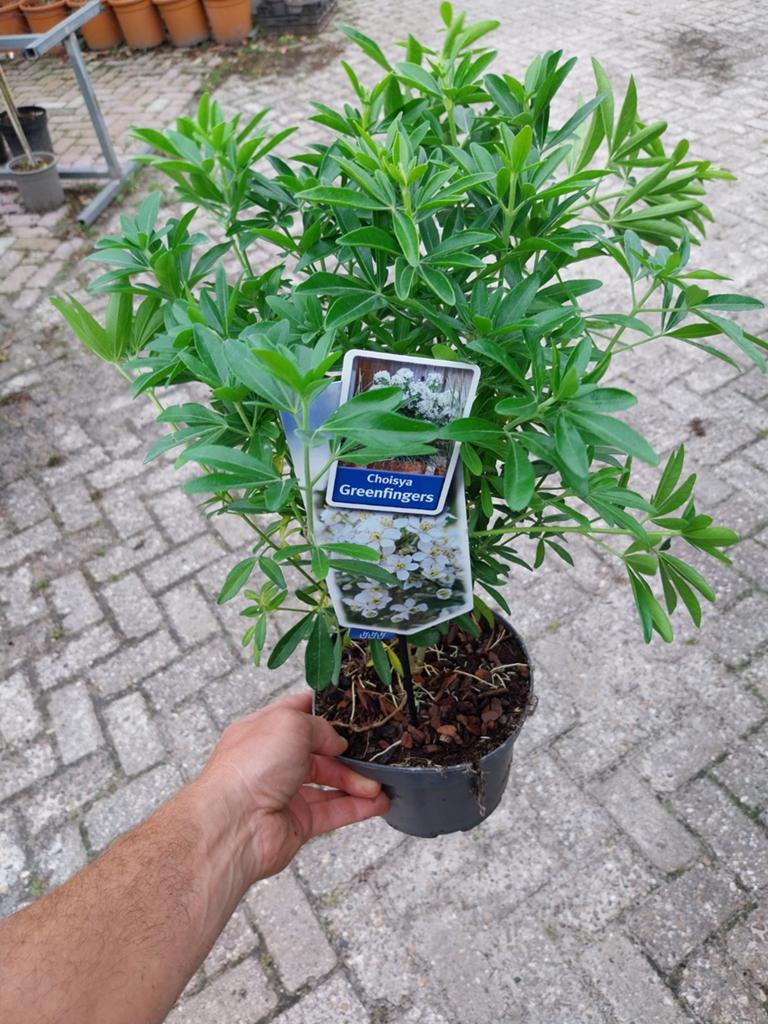 Choisya Ternata 'Greenfingers - Mexicaanse Oranjebloesem, Volle zon, Vaste plant, Lente, Ophalen