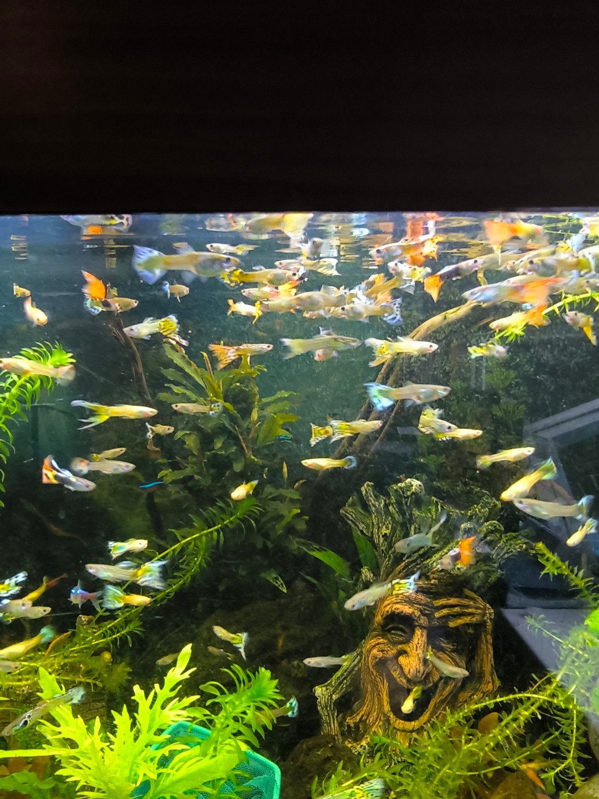 Guppy's, Dieren en Toebehoren, Vis