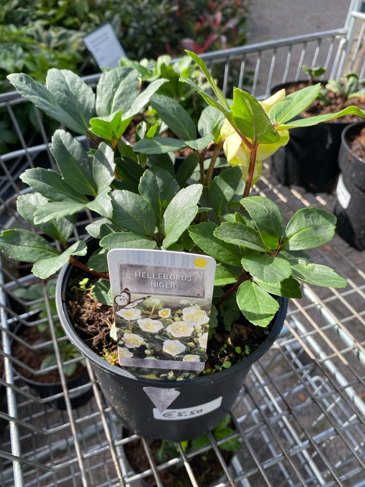 Helleborus Niger - Kerstroos voor winterse pracht, Vaste plant, Halfschaduw, Winter, Ophalen