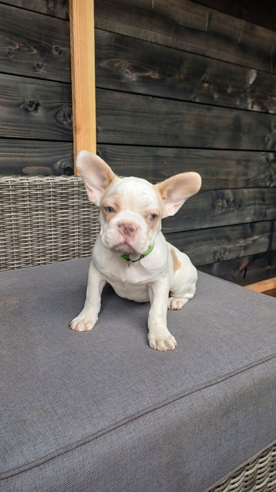 Franse Bulldog Pups crème blauw merle, Dieren en Toebehoren, Particulier, 15 weken tot 1 jaar, Buitenland, Parvo