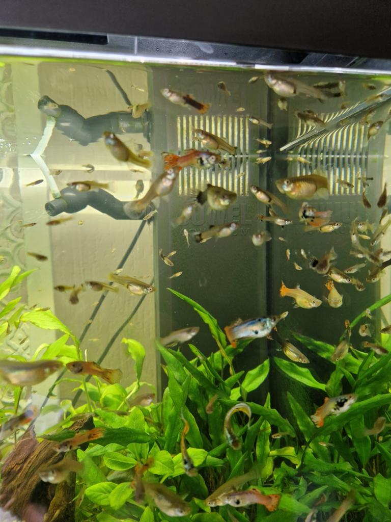 Guppies guppen (aquarium vissen), Vis