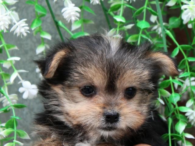 leuke morkie pups, Nederland, Parvo, Overige rassen, 8 tot 15 weken