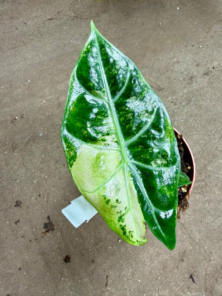 Alocasia Nairobi Nights Variegata p12, Ophalen of Verzenden