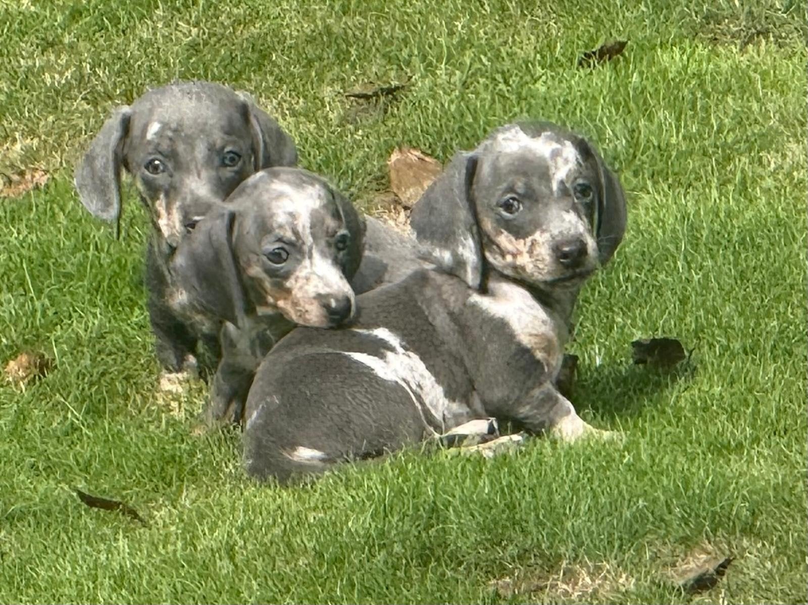 te koop tekkel pups teckel tekkelpups korthaar dwerg, Dieren en Toebehoren, Honden | Teckels en Dashonden, Parvo, 8 tot 15 weken