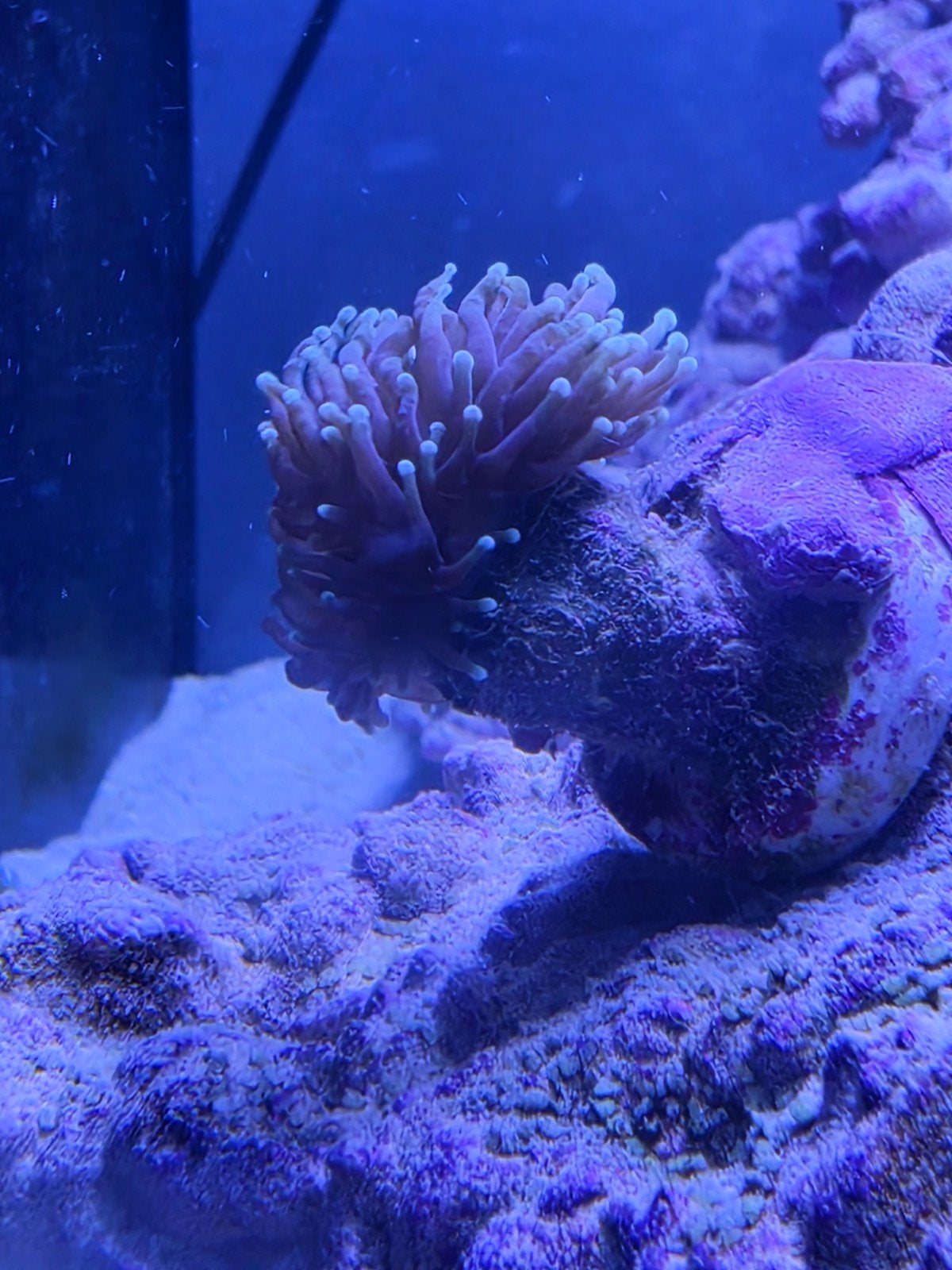 Blue Marine Reef 160 Complete Zeeaquarium + Veel Extra's, Dieren en Toebehoren, Ophalen, Gevuld zeewateraquarium