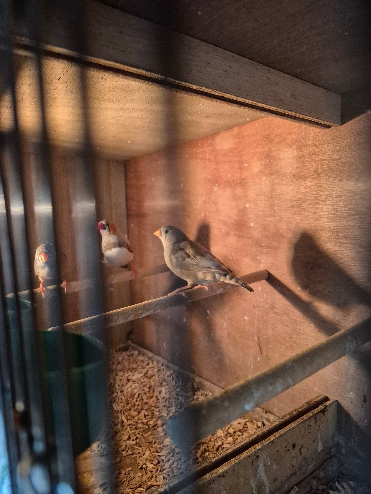 Tekoop 5 jonge zebravinken, Dieren en Toebehoren, Vogels | Kanaries, Meerdere dieren, Kleurkanarie