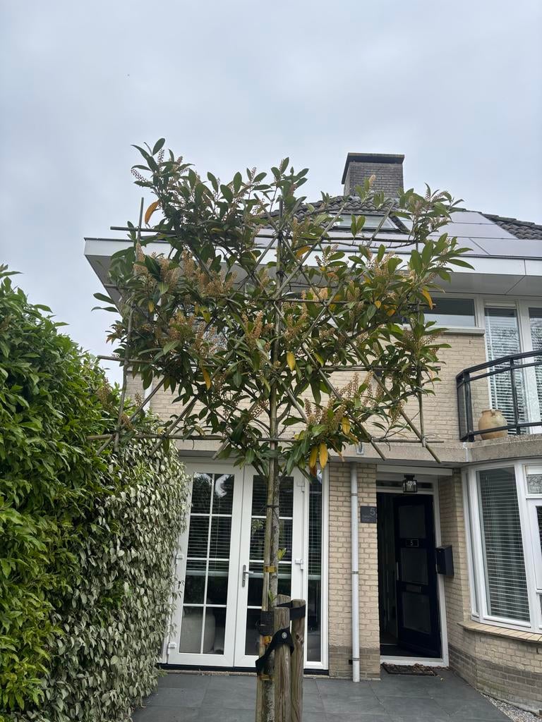 Prachtige groenblijvende Leiboom, Tuin en Terras, Planten | Bomen, Leiboom, Lente, 250 tot 400 cm, Ophalen