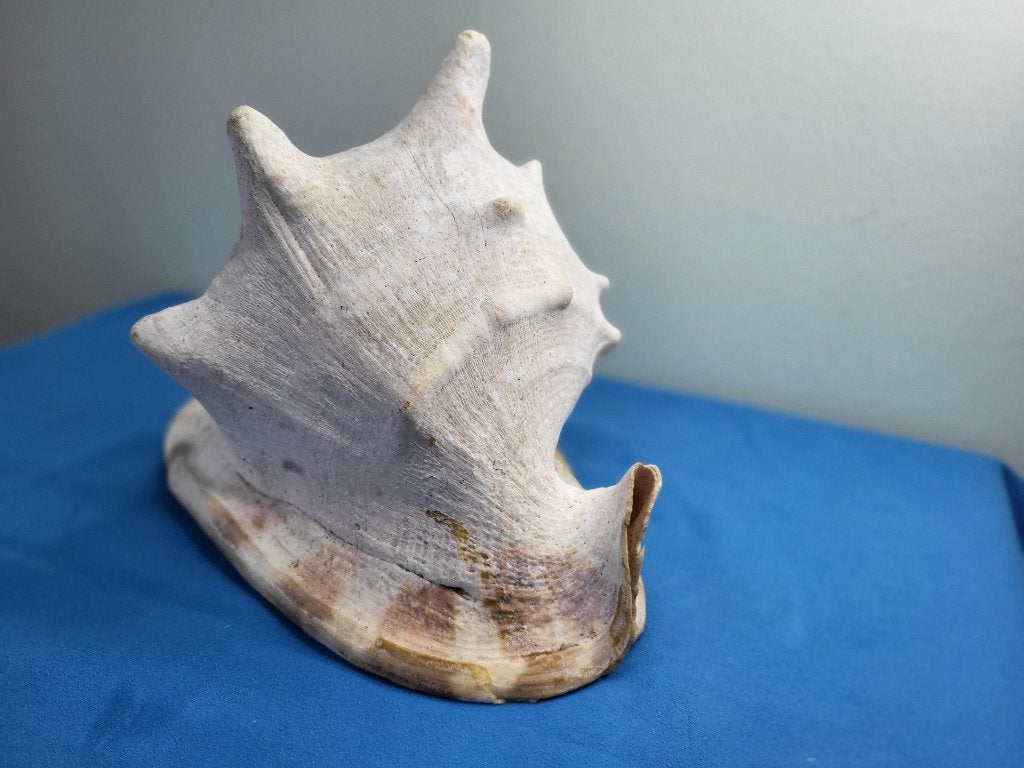 Decoratieve Schelp van 25 cm grote Gehoornde Helmslak, Ophalen, Schelp(en)