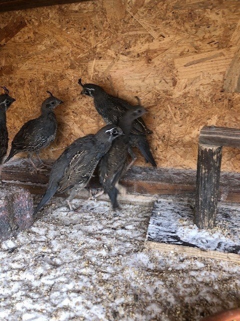 kwartels, Meerdere dieren, Tropenvogel, Geringd
