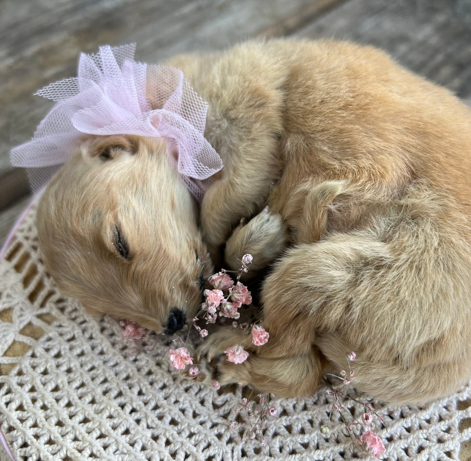 Golden Retriever puppy taxidermy, opgezette pup, Ophalen of Verzenden, Hond of Kat, Opgezet dier