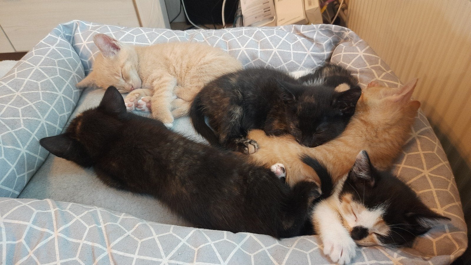 Super schattige en lieve poesjes/kitten, Meerdere dieren, Kortharig, 0 tot 2 jaar
