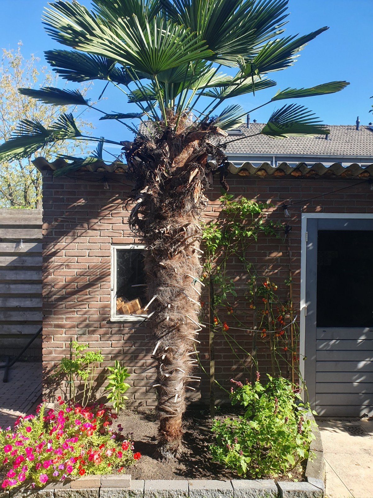 3 Grote palmboom 2-3 meter, zelf uitgraven, Ophalen, Overige soorten, Volle zon