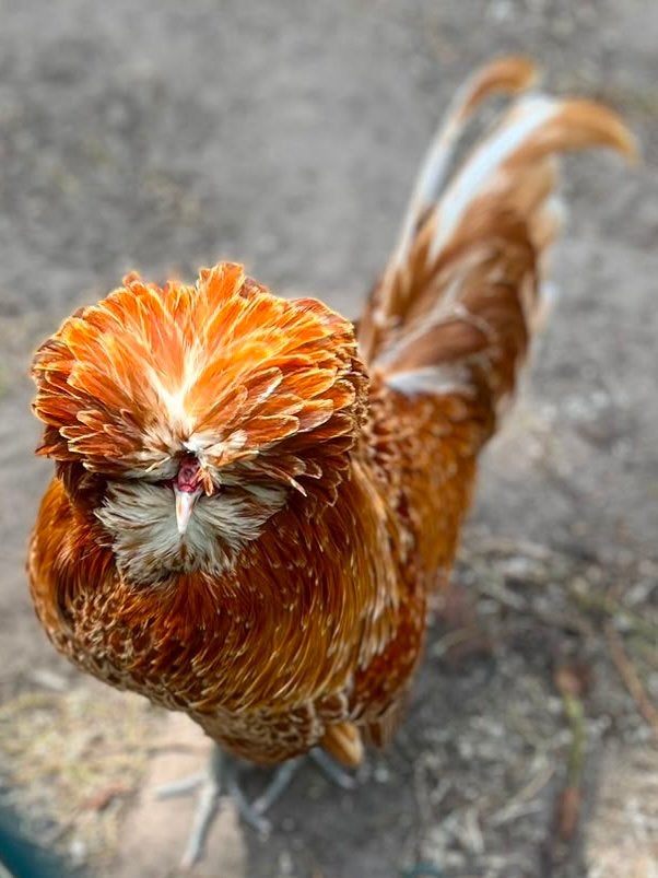 Kuifhoen haan, Dieren en Toebehoren, Mannelijk, Kip