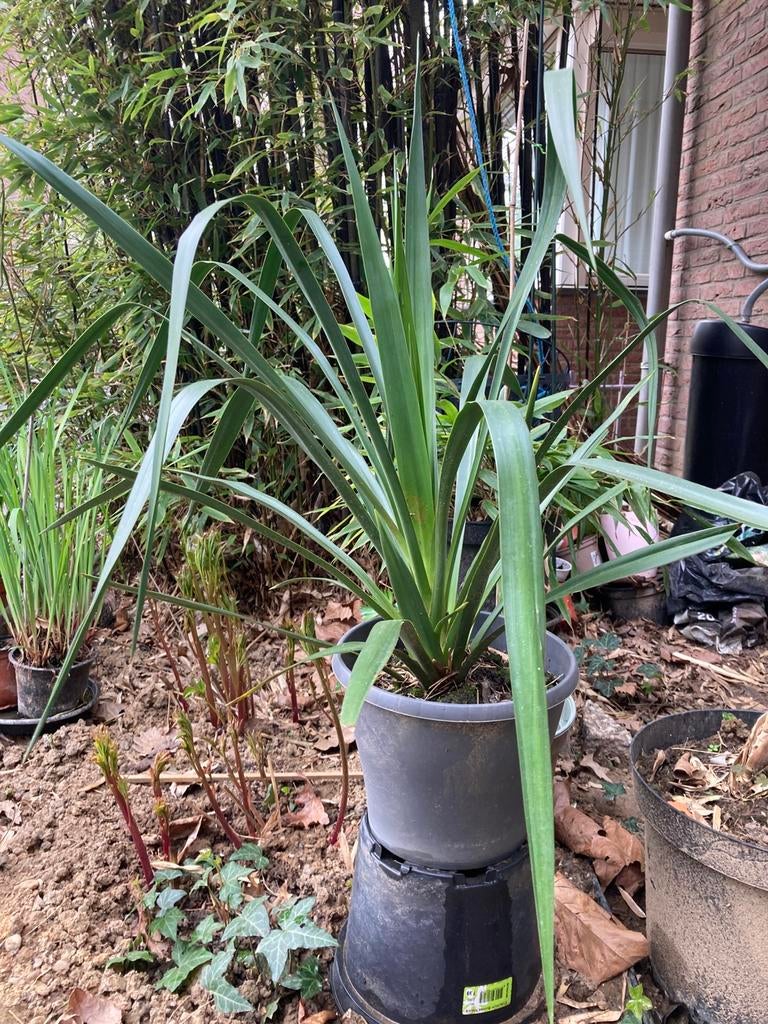 Jucca filamentosa, palmlelie, Tuin en Terras, Volle zon, Vaste plant, Zomer, Ophalen