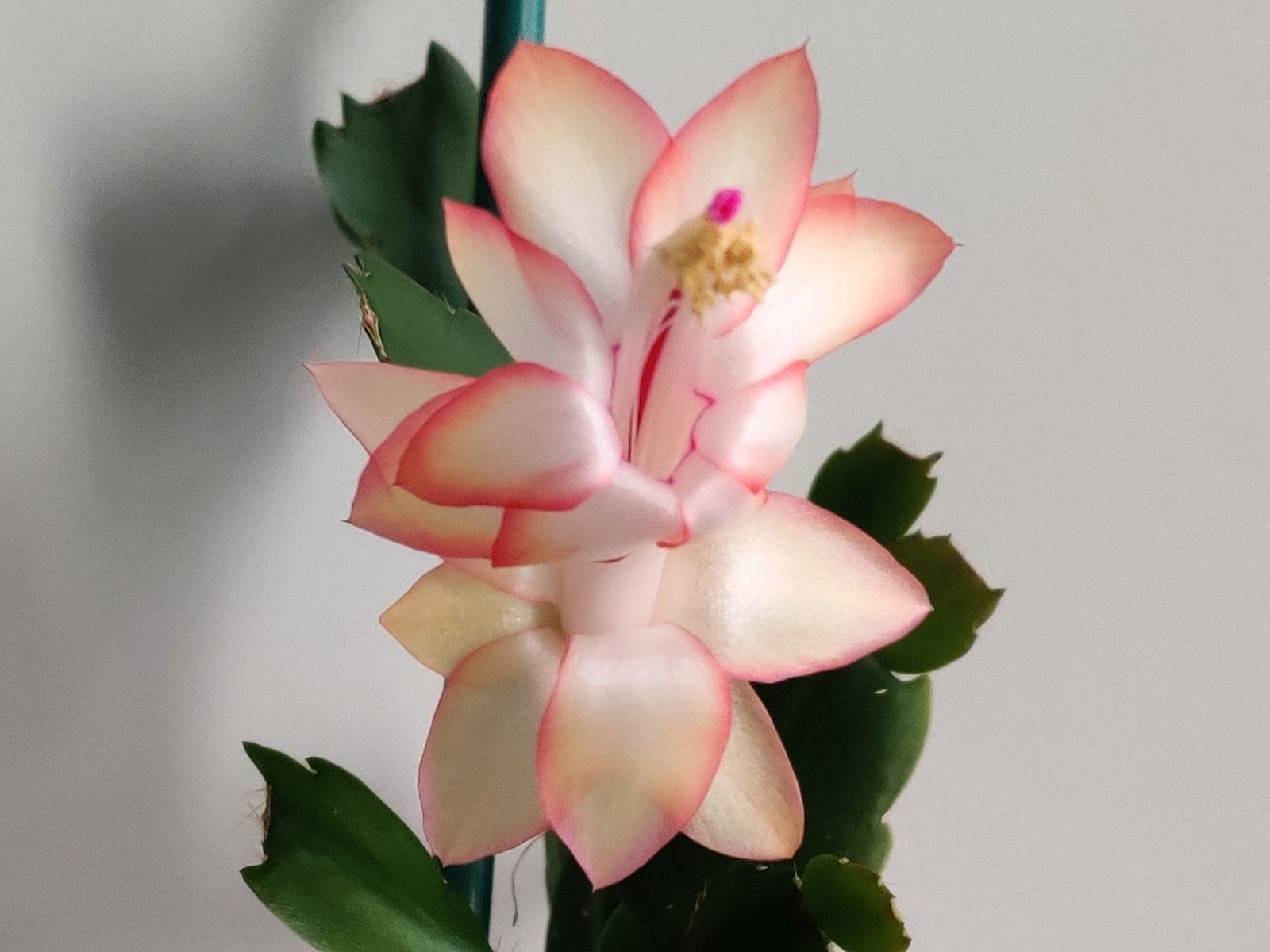 Schlumbergera truncata 'Tender Light' stek ongeworteld, Verzenden, Halfschaduw, Minder dan 100 cm