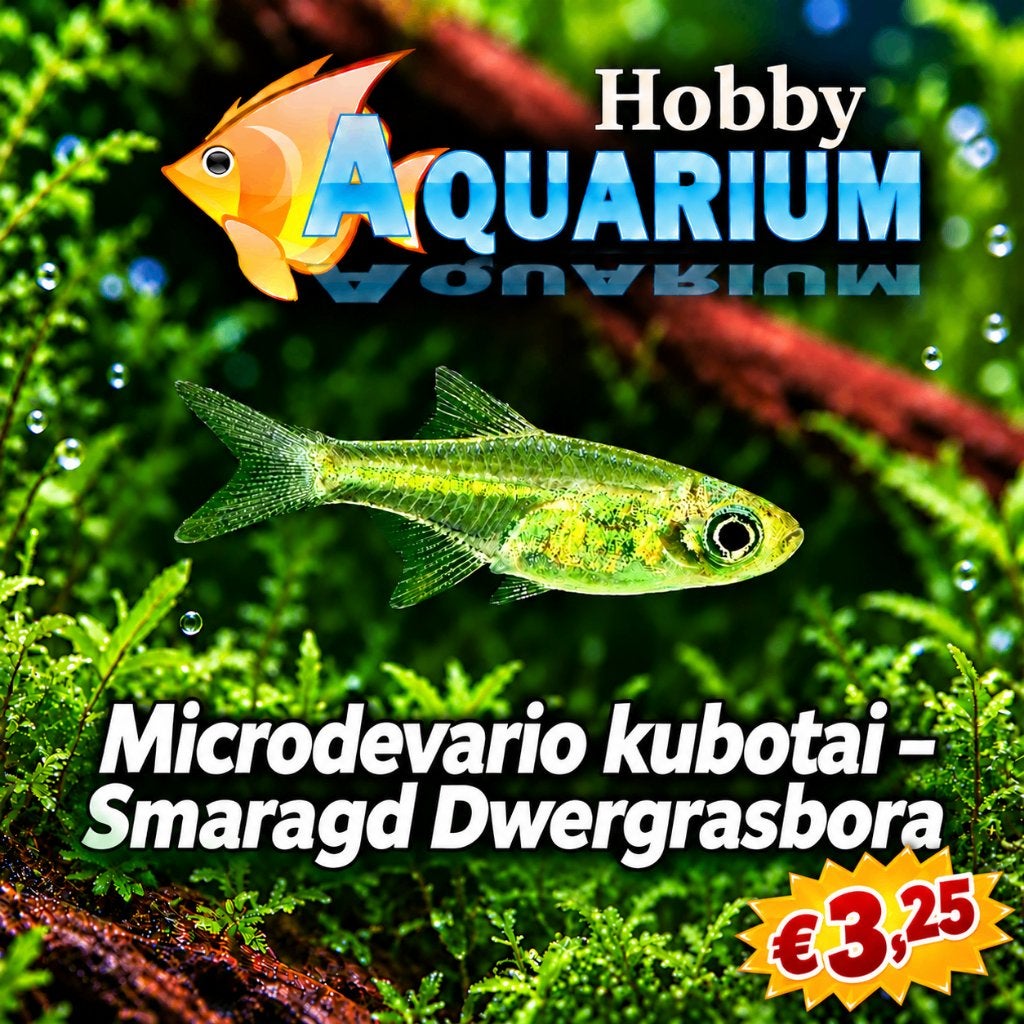 Hobbyaquarium Microdevario kubotai, Vis, Zoetwatervis, Schoolvis