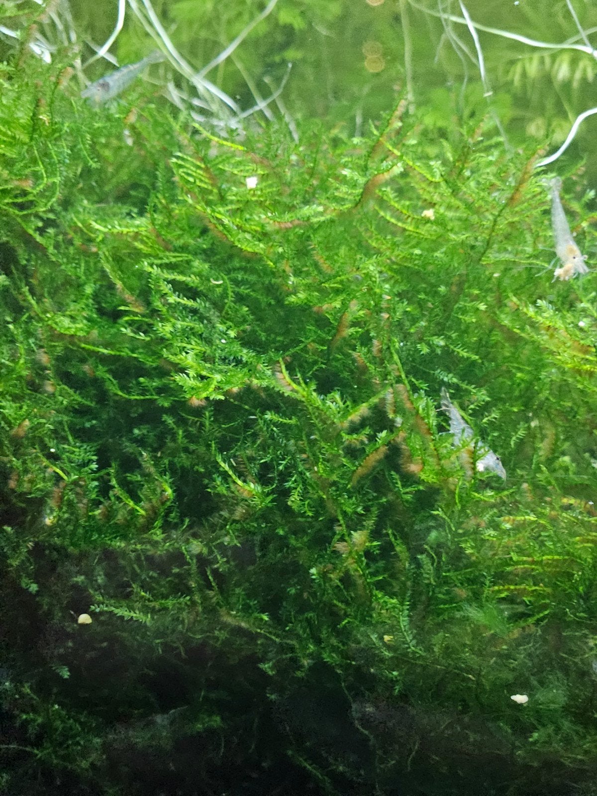 javamos  aquariumplant, Ophalen, Nieuw, Plant(en), Steen of Hout