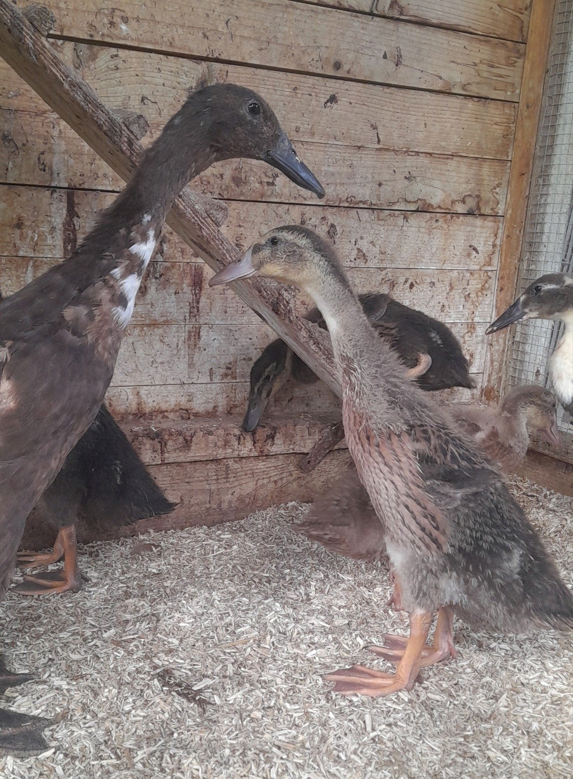 Indische Loopeend Kuikens - (van 5/6 Aug 2026), Dieren en Toebehoren, Pluimvee, Geslacht onbekend, Eend