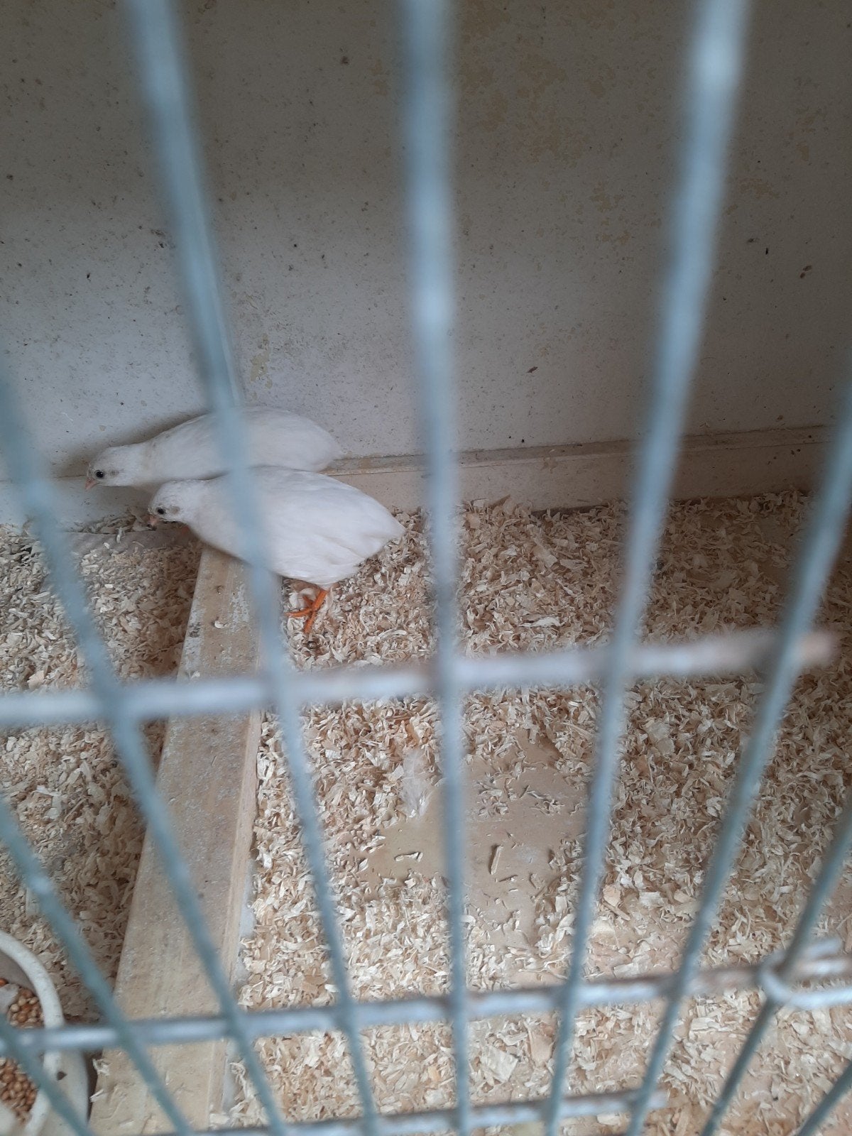 t.k. zeer mooie volwassen dwergkwartels 3 hennen/man natuurb, Dieren en Toebehoren, Vogels | Kanaries, Meerdere dieren, Bastaard
