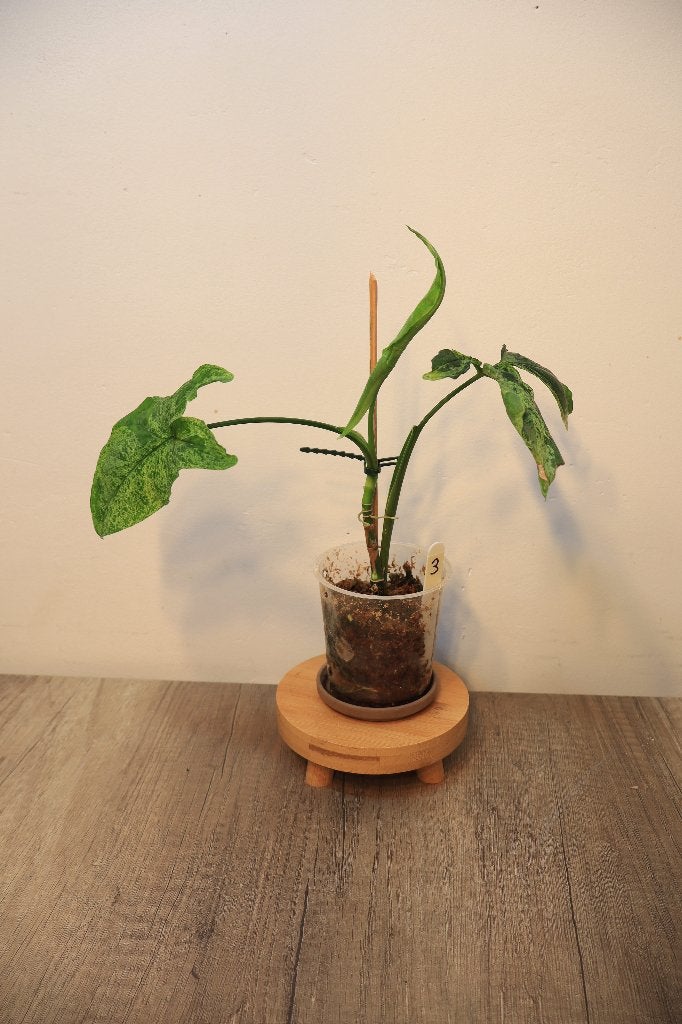 Syngonium Mottled Mojito #3, Ophalen, Overige soorten, Halfschaduw, In pot