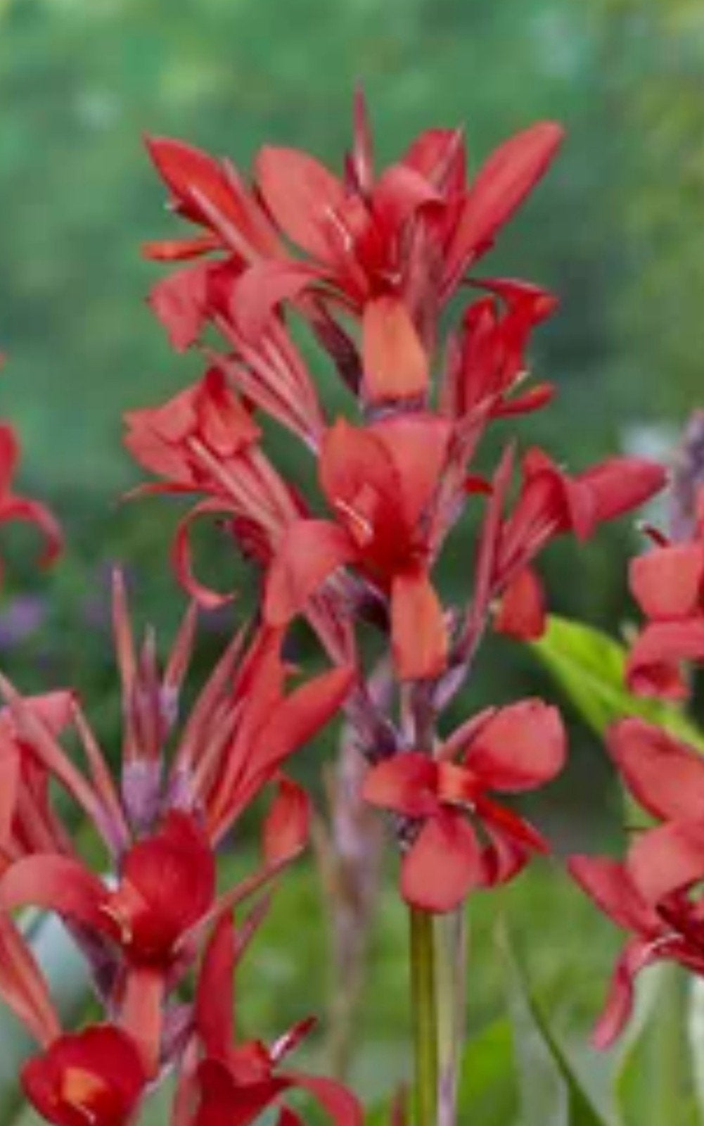 Grote partij canna planten 1000 stuks, Ophalen of Verzenden, Overige soorten, Volle zon
