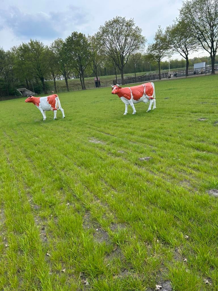 Koeien te koop 0653529208