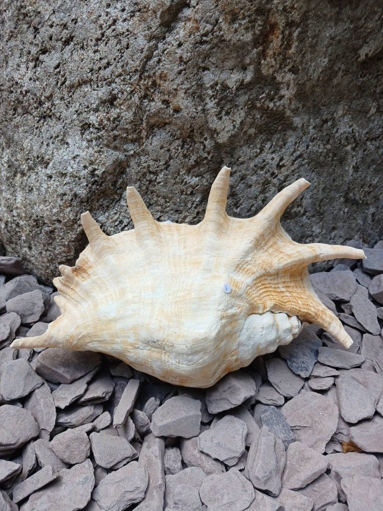 Lambis schelp partij, Verzamelen, Ophalen of Verzenden, Schelp(en)