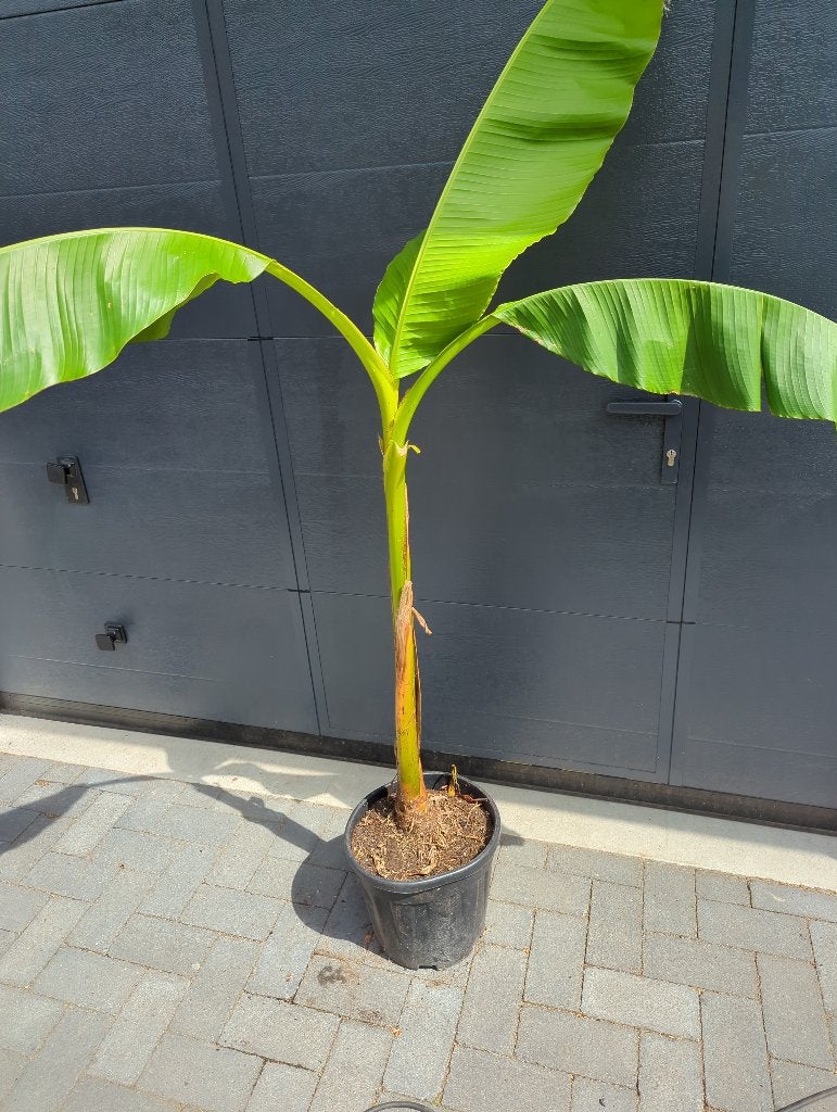 Bananenplant Musa basjo, Overige soorten, Minder dan 100 cm, Zomer, Ophalen
