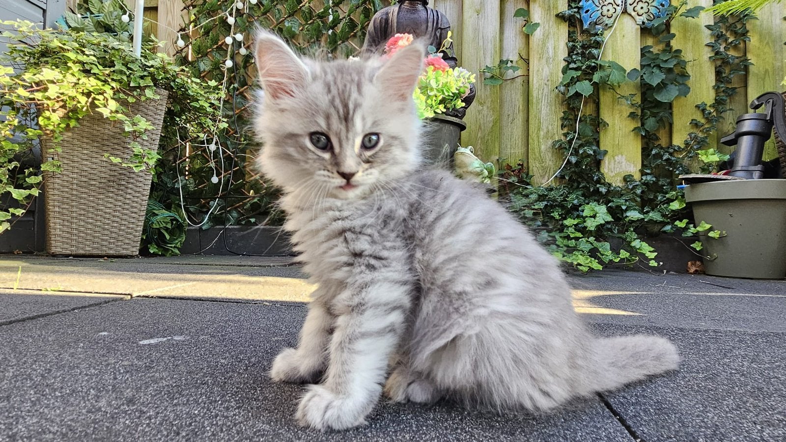 Britse korthaar/maine coon kittens, Meerdere dieren, 0 tot 2 jaar