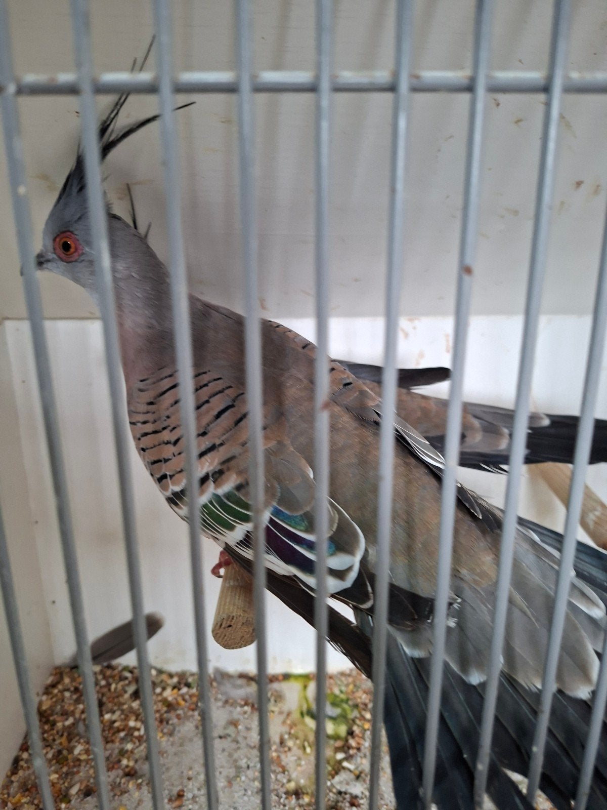 Koppel Australische kuifduiven, Dieren en Toebehoren, Vogels | Overige Vogels, Meerdere dieren