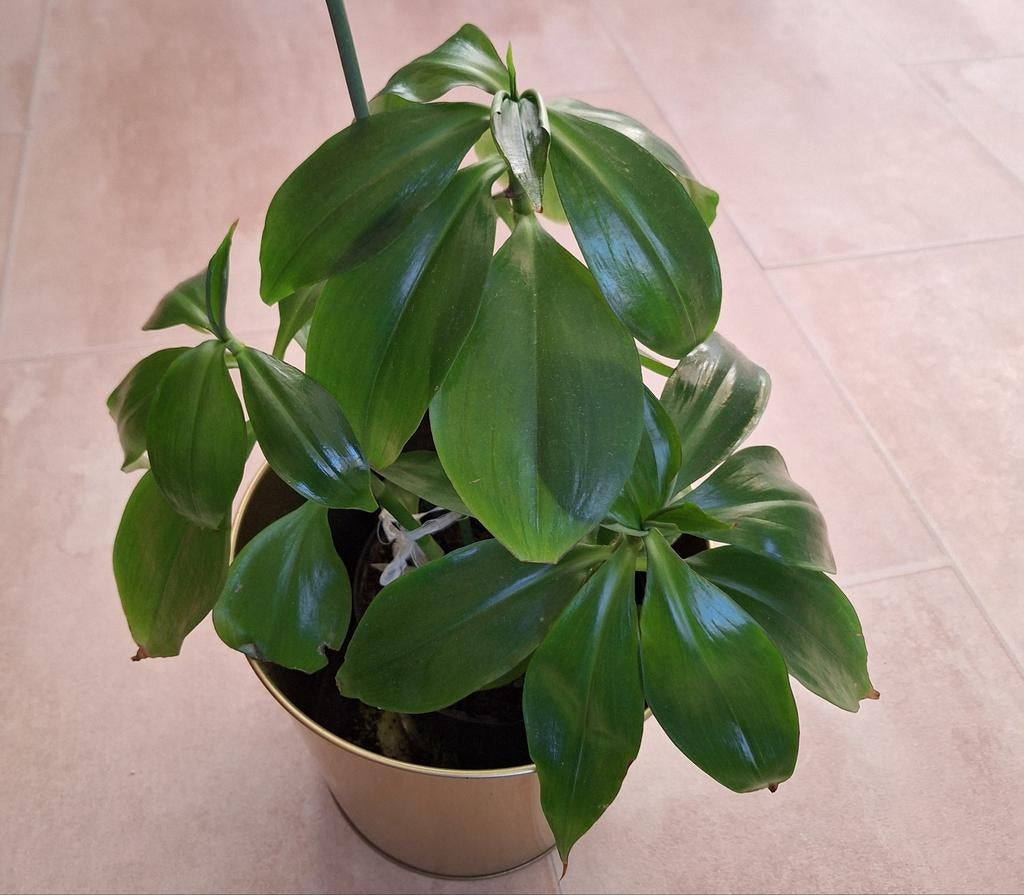 Mooie callisia fragrans plant, Ophalen, Halfschaduw, Minder dan 100 cm