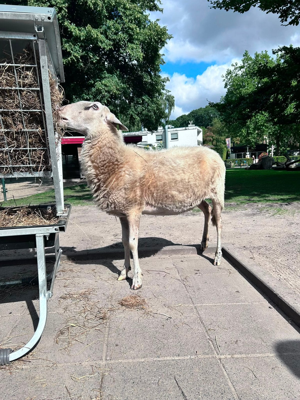 Veluwse heideschapen zwoegervrij, Dieren en Toebehoren, Schapen, Geiten en Varkens, Vrouwelijk, Schaap