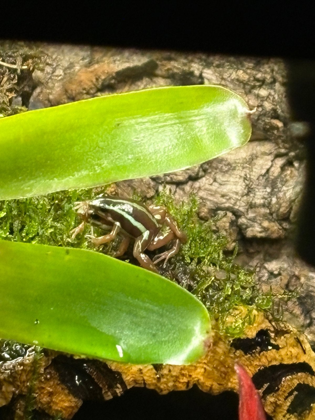 4 Epipedobates tricolor kikkers Frog - unknown for sale from sylvester