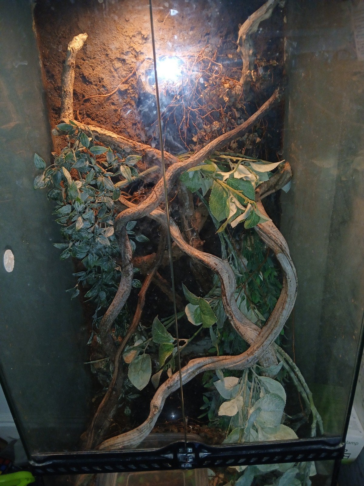 BOA constrictor, Dieren en Toebehoren, Reptielen en Amfibieën, Slang, Met terrarium, 0 tot 2 jaar