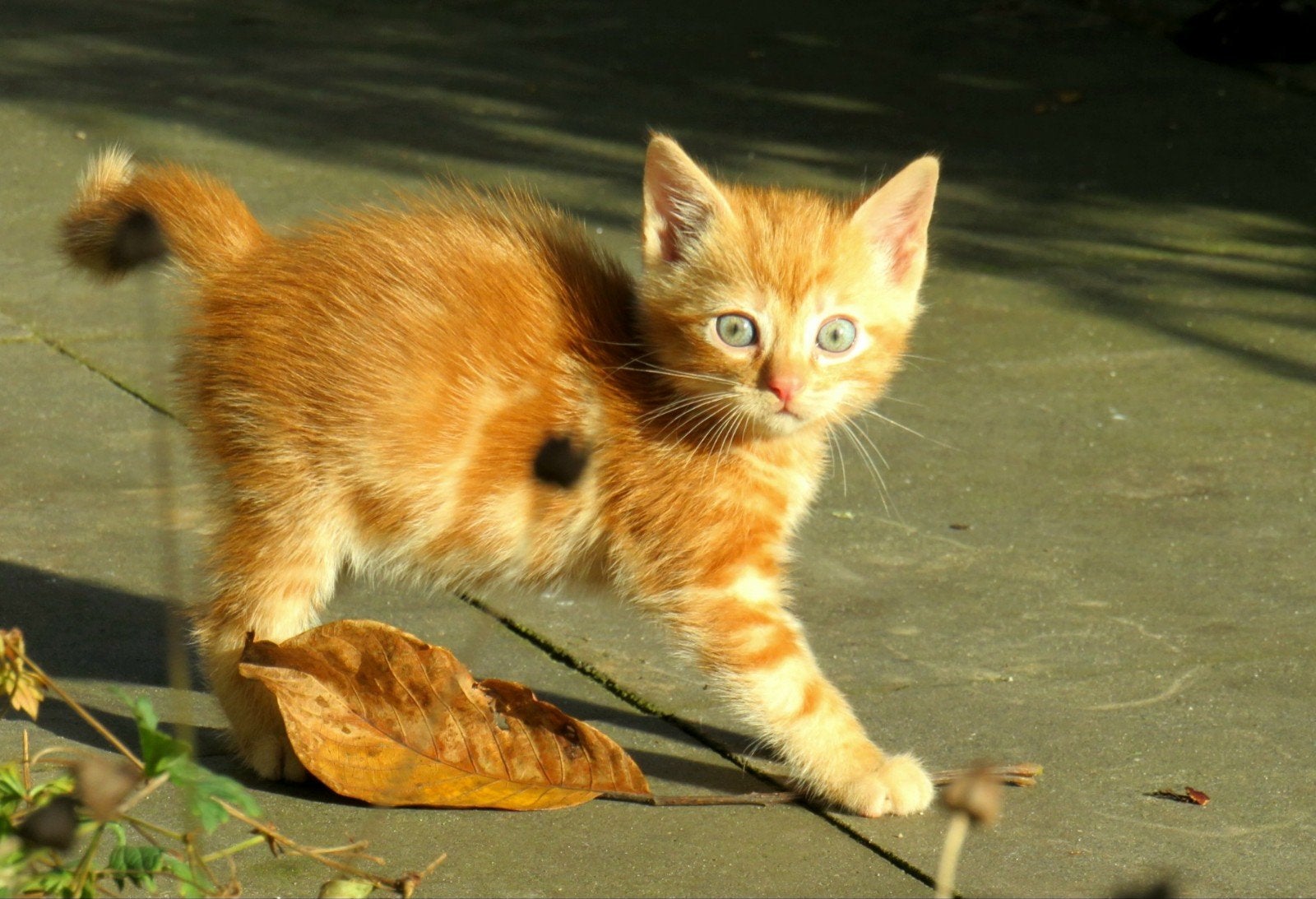 Kittens, Dieren en Toebehoren, Meerdere dieren, Kortharig, 0 tot 2 jaar